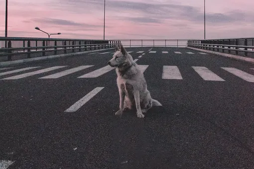 Респект за доброе сердце! В Красноярске водитель остановился на трассе, чтобы спасти собаку — ценой своего авто