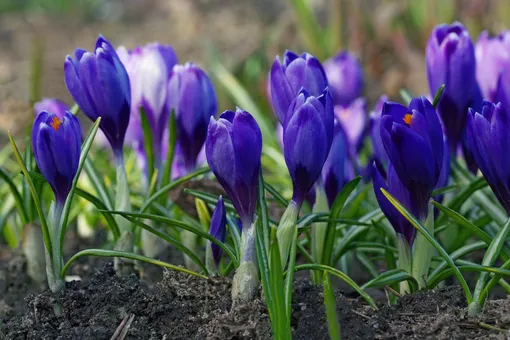 Что посадить весной: 10 красивых луковичных цветов