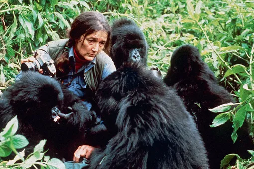 Отважная Диана. Ценой жизни она заставила мир полюбить горилл