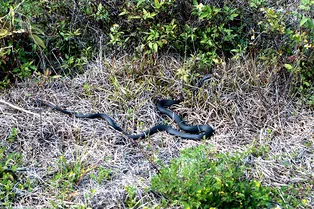 Опасное соседство: на каких дачных участках точно живут змеи