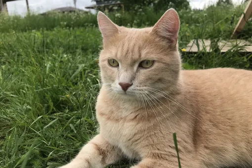 «Верьте в чудеса, они случаются»: кота Степана искали три месяца, нашли и спасли
