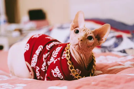 лысая кошка в свитере