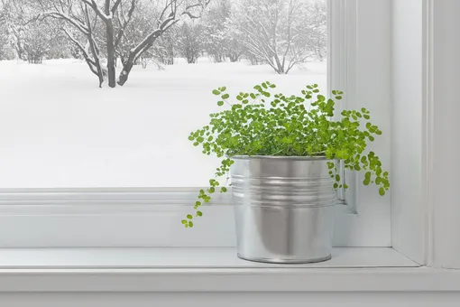 Как подготовить домашние растения к зиме: сезонный чек-лист для заботливых цветоводов
