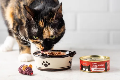 Чем кормить кошек и собак: беззерновые и безглютеновые новинки из ВкусВилла