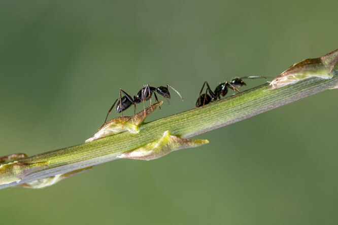 Что делать, если укусил муравей, и место укуса сильно чешется? 5 подручных средств и старый советский способ