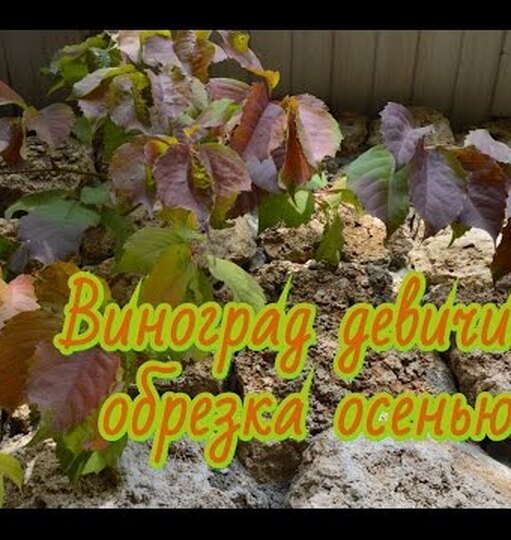 Девичий виноград: особенности выращивания и&nbsp;ухода за&nbsp;лианой осенью