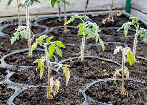 Почему стоит подождать с высадкой рассады томатов в открытый грунт?