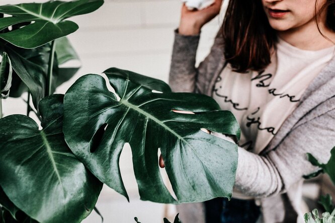 Monstera