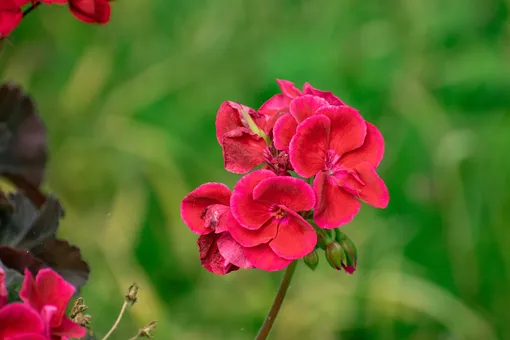 Пеларгония зональная — цветок для августа, который любит много света и рыхлые плодородные почвы.