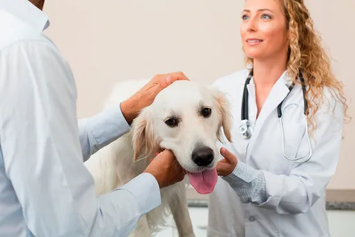 Американец отблагодарил врачей, спасших собаку от рака. И потратил 6 миллионов