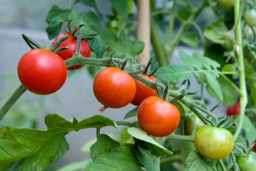Готовим грядку для томатов: узнайте, после каких культур можно сажать помидоры (тест)
