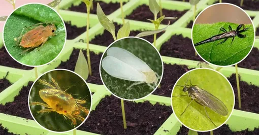 Листья томата для борьбы с насекомыми-вредителями