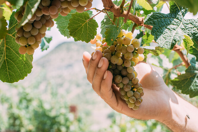 Спасаем виноград от 7 опасных болезней