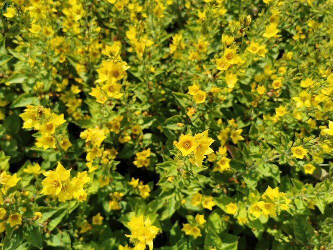 loosestrife výsadba hnojivo a zálivka