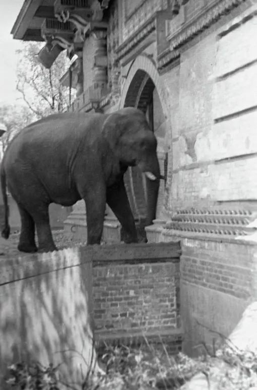 Московский зоопарк, 1944 год