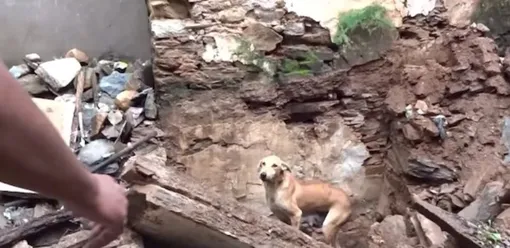 собака спасает щенков