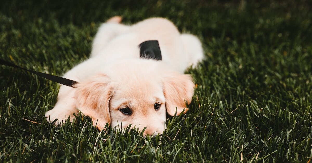 Почему собака травка. Собака лежит на траве. Собака на траве для фотошопа. Два щенка в траве. Собака лежит в траве профиль.