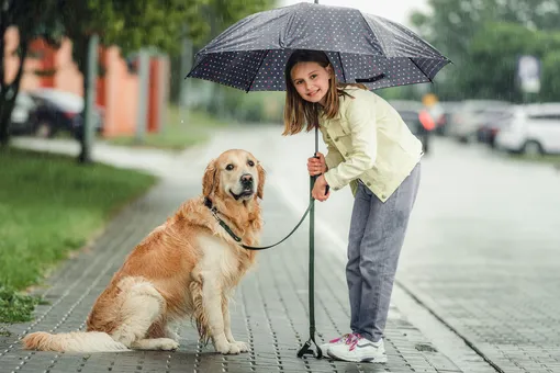 Как выгуливать собаку под дождём без последствий