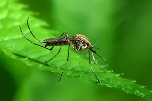 Как не допустить размножение комаров на даче: лето без укусов