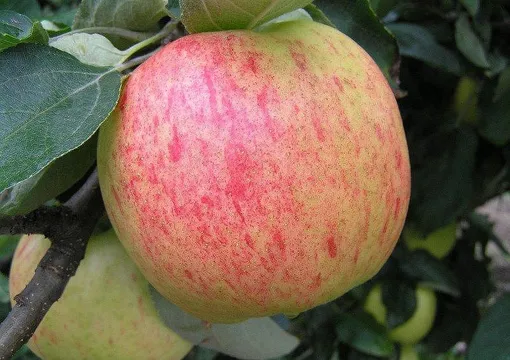 Сорт крупных яблок Антоновка