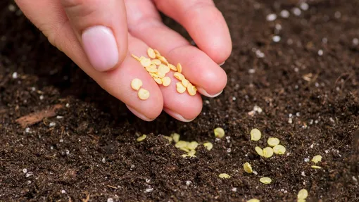 Сроки посева семян перца на рассаду: лунный и агротехнический календарь 2024 года