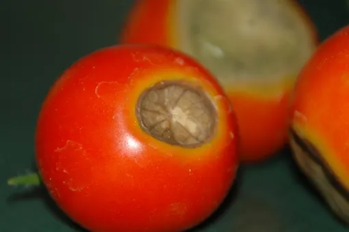 Лечение не спасет такие плоды при вершинной гнили томатов, но поможет другим