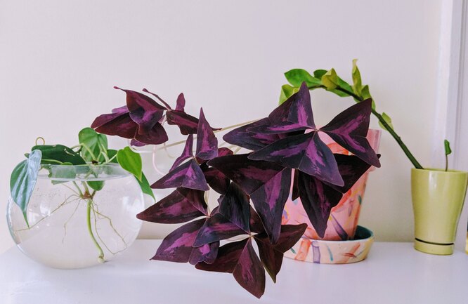 Oxalis trojúhelníkový