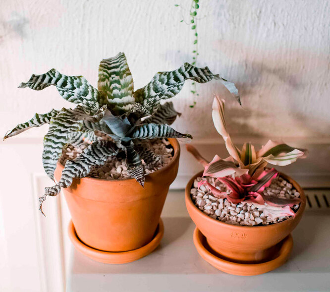 Cryptanthus zonatus