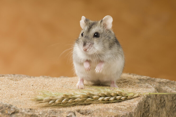 Джунгарские хомяки: плюсы и минусы