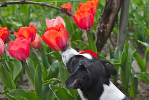 Тюльпаны, цветущие тюльпаны, собака и тюльпаны, цветы, весенние цветы