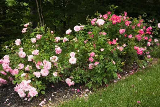 Розы — отличный выбор для палисадника