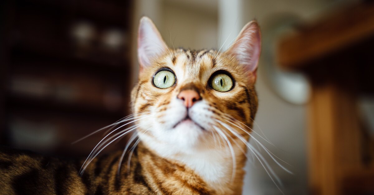 Усы у кошки: для чего они нужны и можно ли их стричь