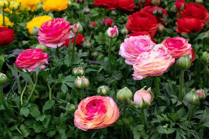Низкорослые цветы для клумбы: 25 лучших