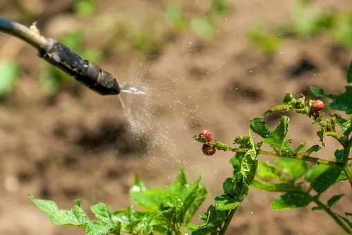 Шланг разбрызгивает инсектицид на колорадских жуков на картофеле