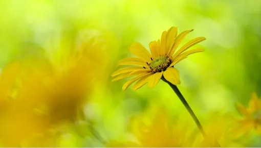 Гелиопсис — крепкие растения, цветущие до осени
