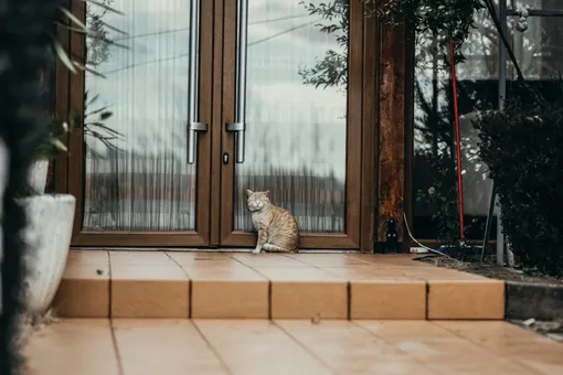 Что делать с бездомной кошкой