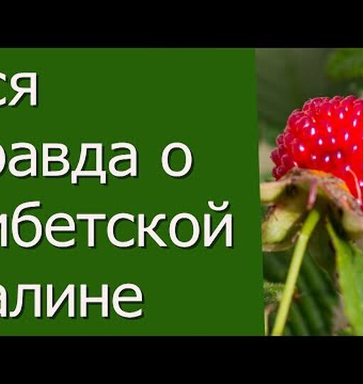 Тибетская малина: почему новая ягода так популярна среди дачников?