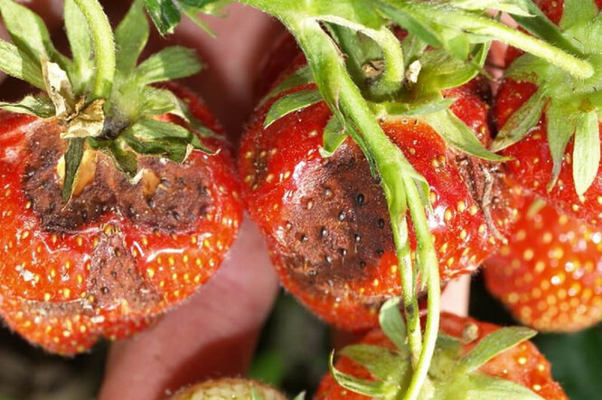 Anthracnose jahoda