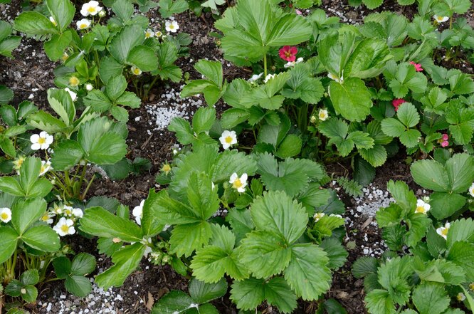 Чем подкормить клубнику во время цветения: лучшие подкормки и уход дляхорошего урожая