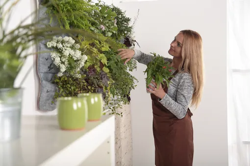 Как создать живую стену из растений в квартире, пока дачный сезон не начался?