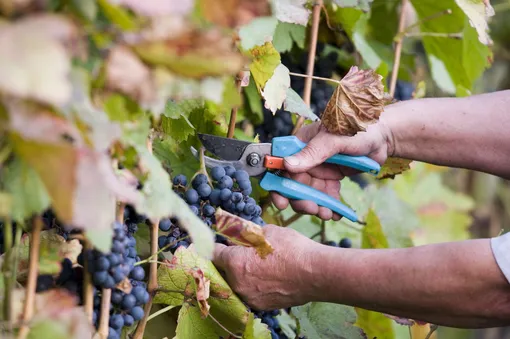 Как правильно обрезать виноград летом