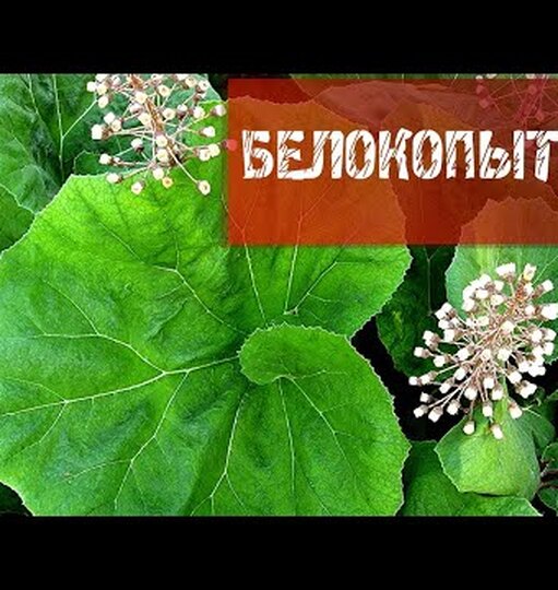 Белокопытник: описание и фото растения, выращивание и использование ...