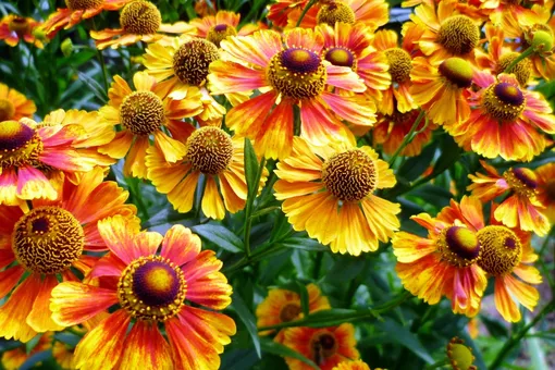 Выращивание гелениумов: как привлечь бабочек, пчёл и красоту в ваш двор!
