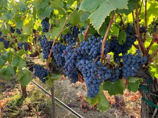 Правила ухода за виноградом Изабелла