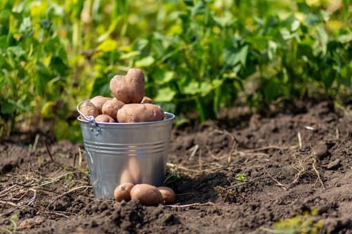 Посадка картофеля в сентябре: ирландский метод