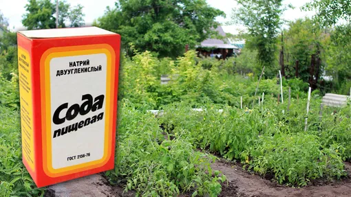 Правила применения пищевой соды в саду и огороде