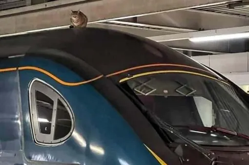 кот на крыше скоростного поезда