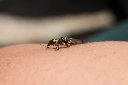 пчела на руке человека