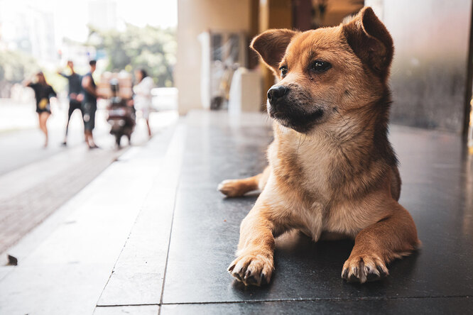 Советы эксперта: что делать, когда подобрали уличного щенка