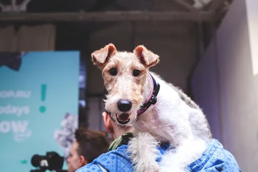 Впервые в Москве состоится фестиваль домашних животных и их хозяев «Petshop Days»